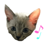 バブルの日常スタンプ.（子猫ver）