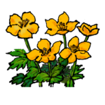 高山植物の花で癒してね 3 （絵のみです）