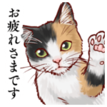 リアルな猫のリアルな日常