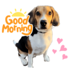 ギータと過ごすなんてことない毎日