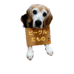 シニアビーグル☆元気