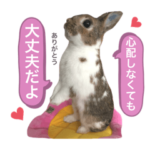 うさぎのまるちゃん 4