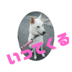 ソフトバンク犬の女の子だよー