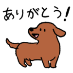 ミニチュアダックスフンド