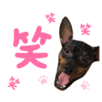 犬のきもち・ミニピン