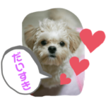 キュートないぬのきもち