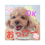 トイプードル の気持ち