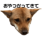 いぬのきもち。