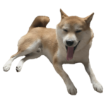 犬のきもちだワン