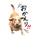 実家の犬のきもち