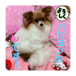 パピヨン犬りんのきもち