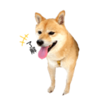 しばいぬの毎日