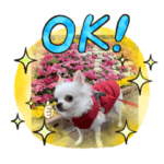 犬のきもち（四季折々）