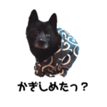 たぶん、甲斐犬のきもち