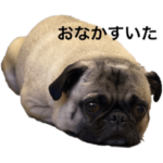 パグまっしぐら