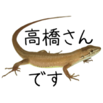 カナヘビの高橋さん（主に実写）