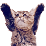 サイベリアンのヤマネコ3