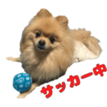 ポメラニアン ギンガ2 サッカー  観戦