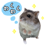 ジャンガリアンハムスターのちびちゃん2