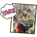 クーちゃんスタンプ（挨拶編）