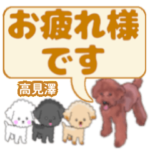 高見澤「だかみさわ」さんのトイプードル