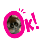 ちいちゃんの愉快な仲間たち