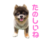 チワワのトロン