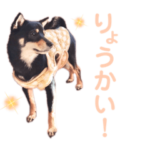 オシャレな黒柴・極小豆柴の女の子