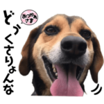 Nゴン太/奄美方言バージョン