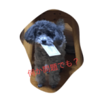 トイプードルといとこの犬