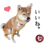 毎日使える　柴犬の七②