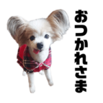 パピヨン すももちゃんだよ