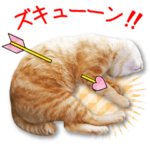 バレンタインデーだよ！実写のら猫スタンプ