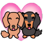 飛び出すミニチュアダックスのちー＆チョコ