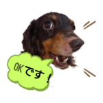 ミニチュアダックスのチョコの日常♪