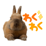 チョコのある一日