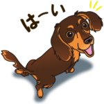 気軽にダックス