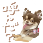 動くチョコ色チワワのチョコたん