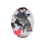 キキとラテとシロとチョコとココア