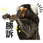 6★コモンマーモセットのキーくんとお友達