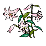 高山植物の花で癒してね