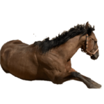 メモリーファルコン