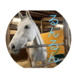 馬のスタンプだよ^_^