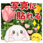 写真に貼れるBabyうさぎさん