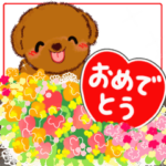 ラブリー♡トイプードル