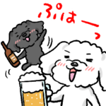 トイプードル　白と黒