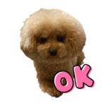 トイプードル暖くんの日常