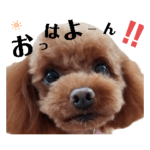 トイプードル☆日常