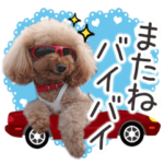 トイプーらっちゃんのなりきり編<日常言葉>