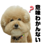 まん丸トイプードルMossa君＠mossajapan